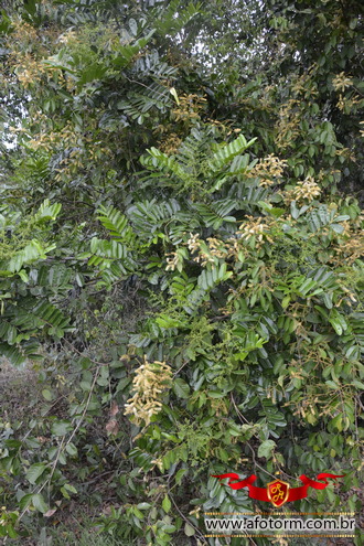 afotorm